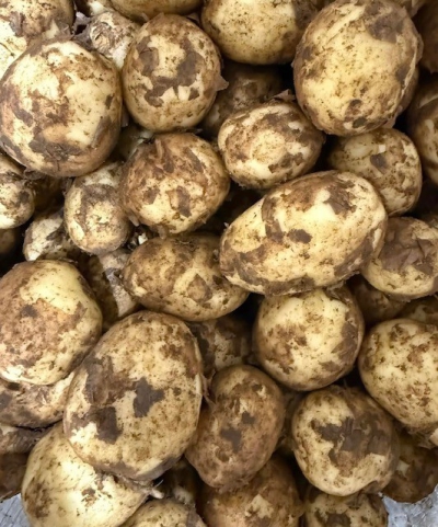 Parduoda šviežias bulves tiesiai iš laukų